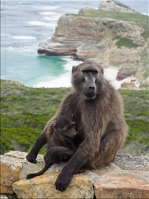 Cape of Good Hope